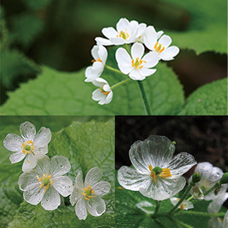 Bague de guérison réglable en argent Buddha Stones 925 avec motif squelette et cristal blanc - image 14