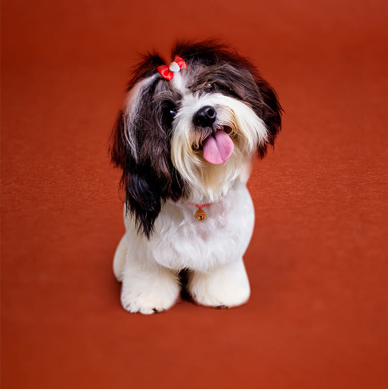Buddha Stones, corde rouge, perle en bois de pêcher, clochette, résistance réglable, collier pour chats et petits chiens - image 11