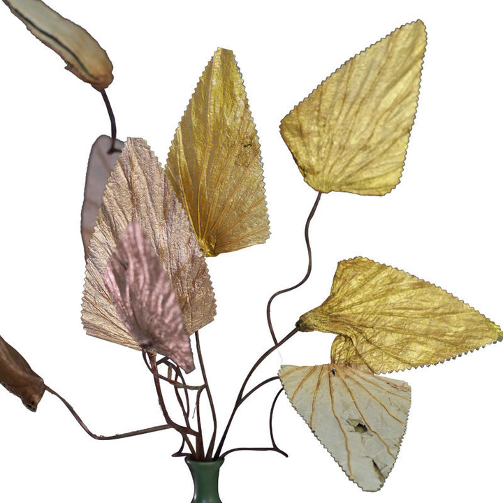 Bouquet de plantes à tige de feuille de lotus triangulaire séchée naturelle, ornements de décoration pour la maison